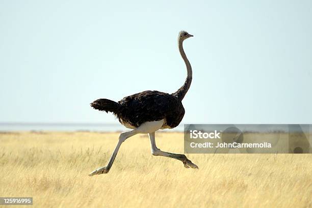 Ostrich Running Through Tall Grass On A Clear Day Stock Photo - Download Image Now - Ostrich, Running, Africa