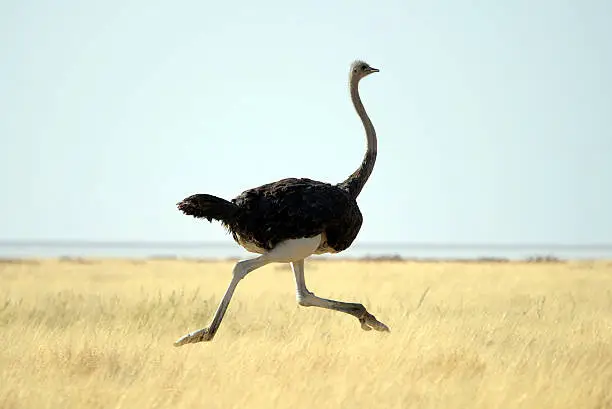 Photo of Ostrich running through tall grass on a clear day