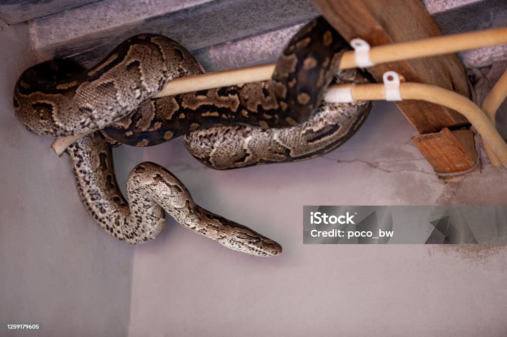 Python snake hiding in the house Python snake hiding in the house behind the electric wires Snake Stock Photo