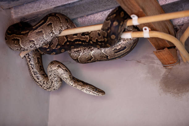 Python snake hiding in the house stock photo