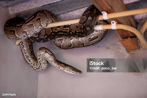 Python Snake Hiding In The House Stock Photo - Download Image Now - Snake, House, Indoors