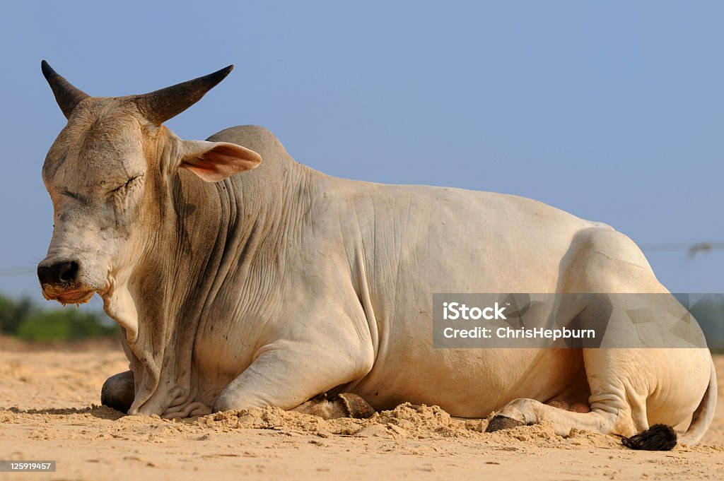 Large Bull Goa Stock Photo - Download Image Now - Animal, Asia, Beach -  iStock