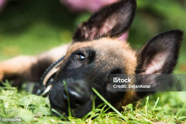 Portrait Of A Young Happy Belgian Shepherd Dog Malinois Posing Outdoors Stock Photo - Download Image Now