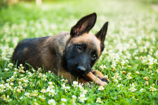 Portrait of a young happy Belgian Shepherd dog Malinois posing outdoors stock photo