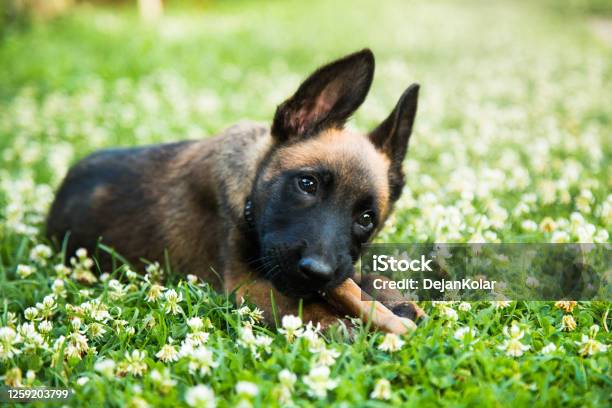 Portrait Of A Young Happy Belgian Shepherd Dog Malinois Posing Outdoors Stock Photo - Download Image Now