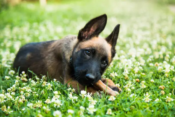 Portrait of a young happy Belgian Shepherd dog Malinois posing outdoors at Summer in flower garden.