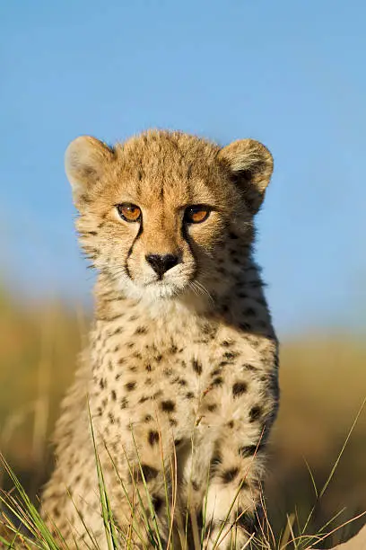 Photo of Cheetah cub