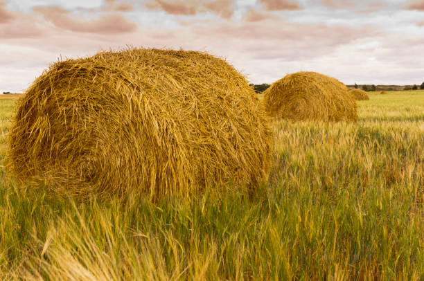 istock Rolled bales of hay drying in a field 1259206431