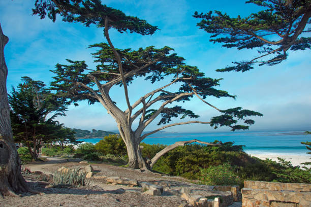 istock California beach  with Trees-Carmel California 1259207998