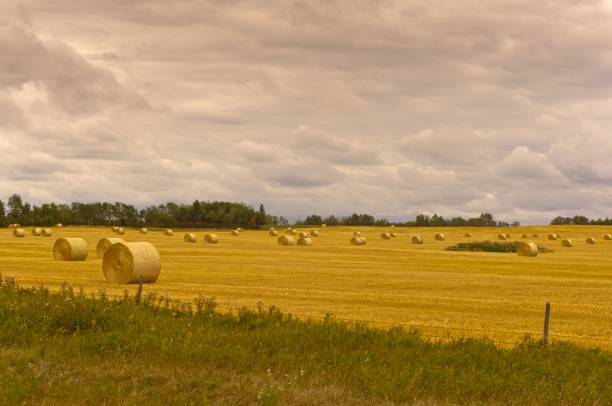istock Rolled hay bales in a field 1259210163