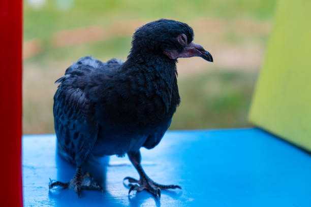 istock little pigeon chick. lonely bird sits on a bench 1259213888