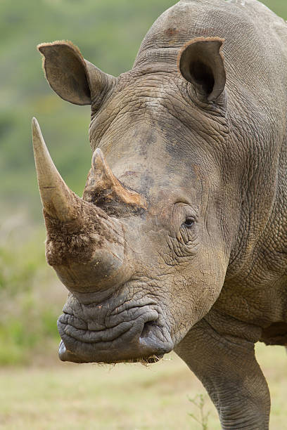 istock White rhinoceros portrait 125921492