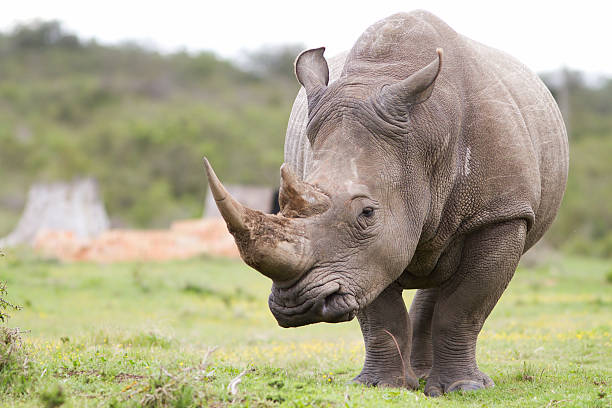 breitmaulnashorn denken - nashorn stock-fotos und bilder