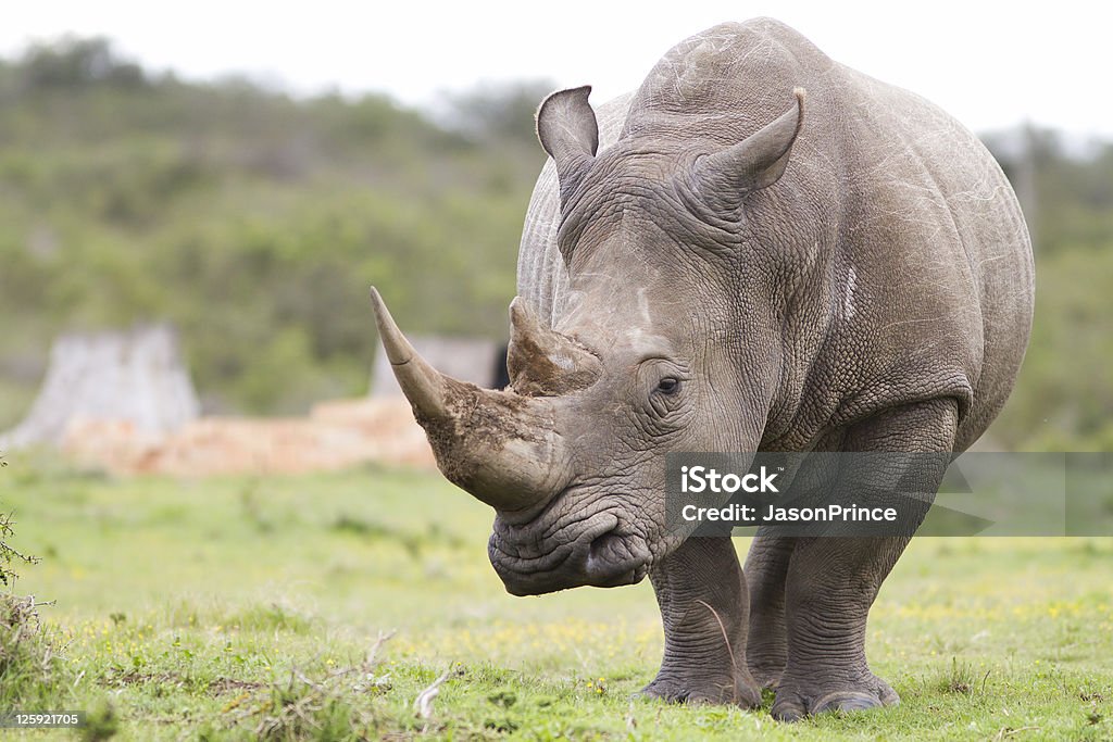 White rhinoceros thinking  Rhinoceros Stock Photo
