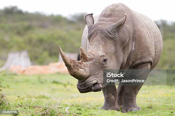 White Rhinoceros Thinking Stock Photo - Download Image Now - Rhinoceros, White Rhinoceros, Horned