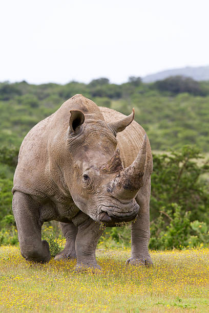 White rhinoceros male  beauty in nature vertical africa southern africa stock pictures, royalty-free photos & images