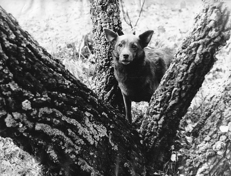 Small dog among trees on black and white film photo.
