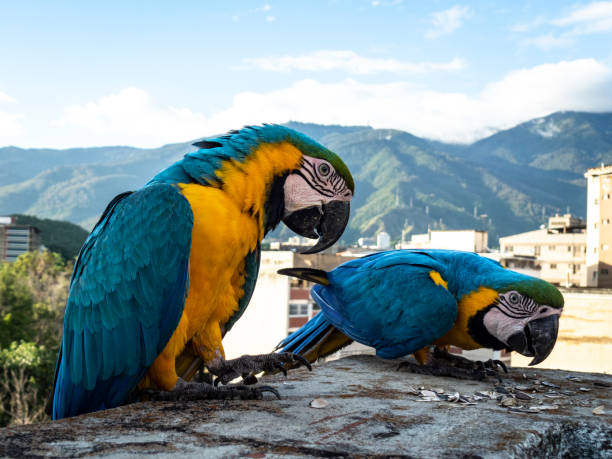 istock FREE MACAWS IN CARACAS! 1259223467
