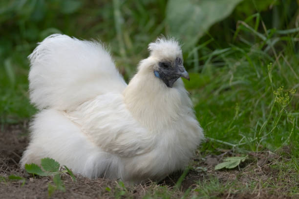 Pet silkie chicken sits in self-made dust bath 2 - A dust bath has been made and is used by this pet bantam silkie chicken in a garden. mud hen stock pictures, royalty-free photos & images