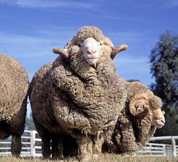 羊 - merino sheep ストックフォトと画像