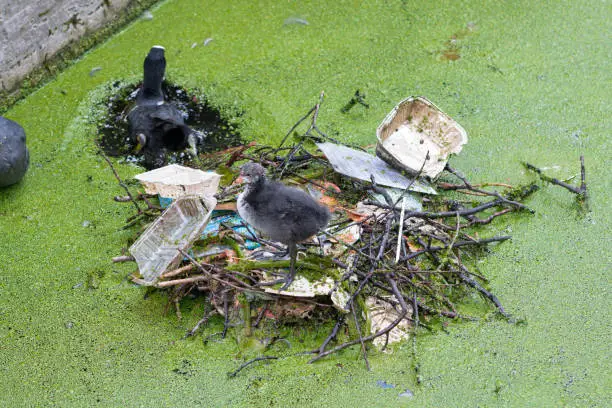 Photo of Water pot that makes its nest with rubbish in the Amsterdam Canal