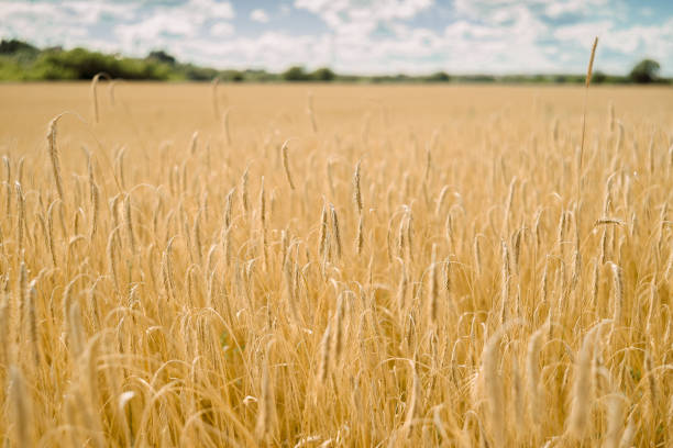 istock wheat field harvest ripe ears 1259246127