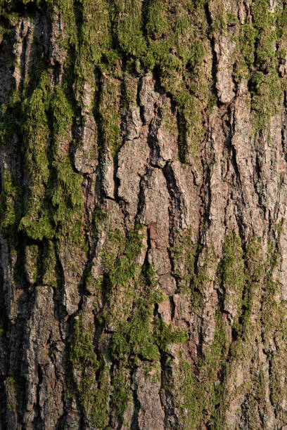 muschio sulla trama del tronco d'albero - corteccia di legno foto e immagini stock