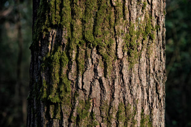 tronc d’arbre fermer vers le haut le modèle naturel - bark textured close up tree photos et images de collection