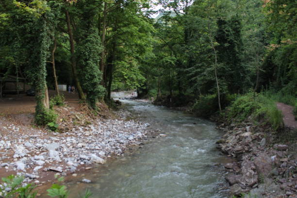 istock creek scenery in the forest 1259268296