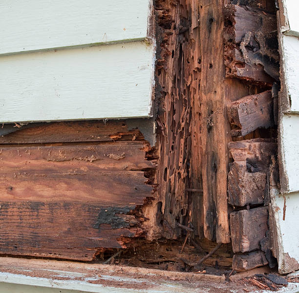 Termite and Rot Damage Termite and rot damage to home. rotting stock pictures, royalty-free photos & images