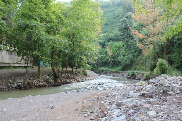 istock creek scenery in the forest 1259269328