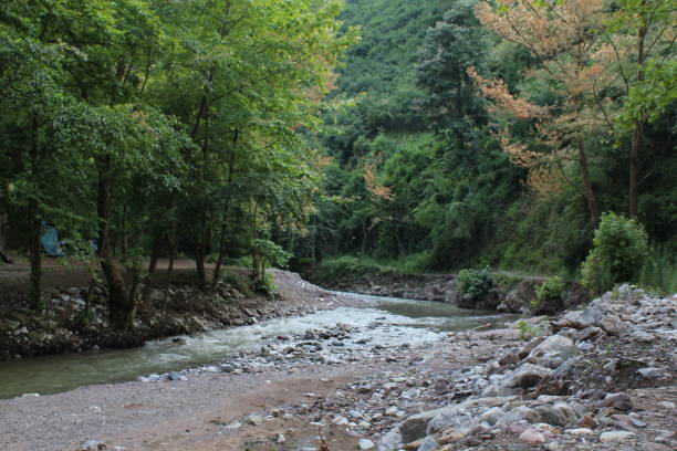 istock creek scenery in the forest 1259271917