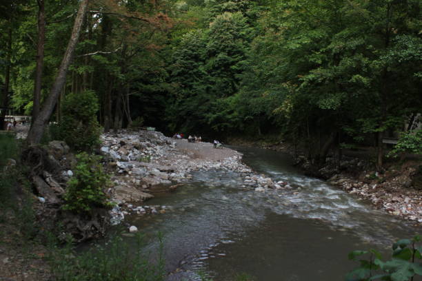 creek scenery in the forest