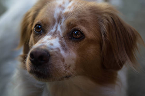 istock Beautiful Portrait Of Breton Spaniel 1259272938