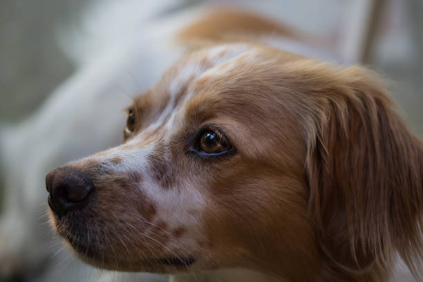 istock Beautiful Portrait Of Breton Spaniel 1259272944