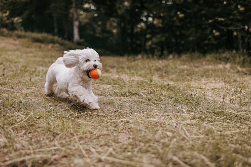 Maltese dog playing ball fetch game outdoors on grass