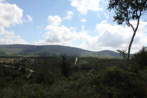 istock Forest view at the front and city view at the back 1259277470
