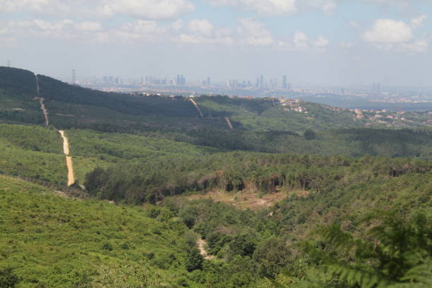 istock Forest landscape and fire prevention roads in the forest 1259282350