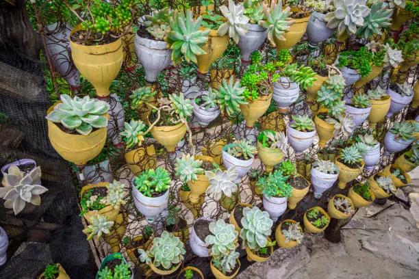 Sustainability, reusing pet bottles and transforming them into pots to plant succulents,