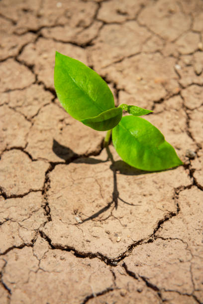istock Plant growing through dry cracked soil. 1259288648