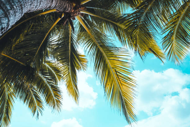 istock The branches of a palm tree under the blue sky. Tropical background. 1259295683