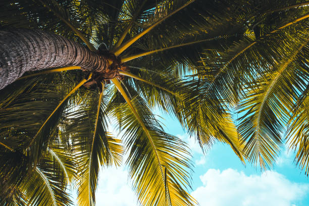 istock The branches of a palm tree under the blue sky. Tropical background. 1259296462