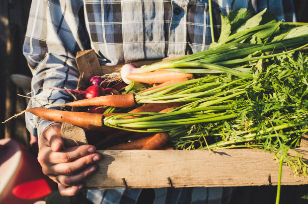 Farmer woman holding wooden box full of fresh vegetables