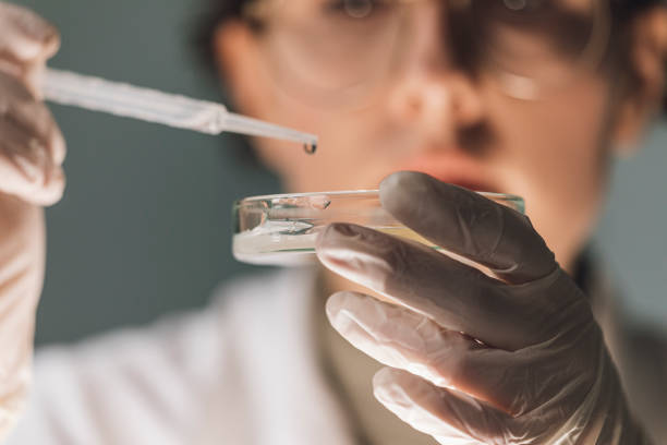 scientist adding something into a petri dish in a laboratory, women in science concept - disco de petri imagens e fotografias de stock