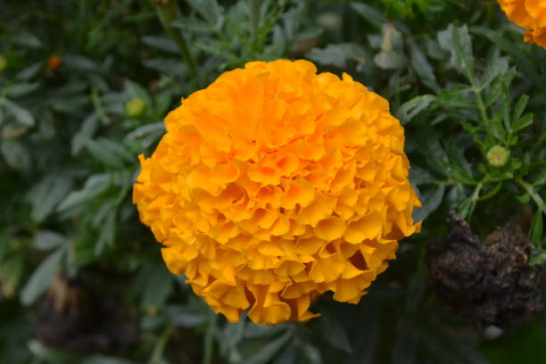 istock Beautiful zinnia flowers 1259309120