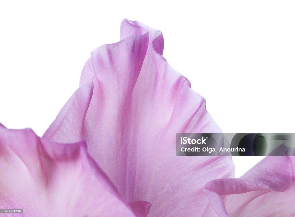 Розовый Гладиолус - Стоковые фото Бежевый роялти-фри