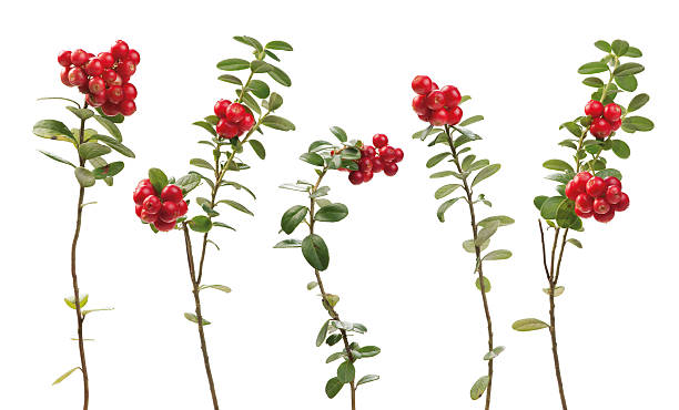 Cowberry twigs Cowberry (lingonberry) twigs isolated on white background. Vaccinium vitis-idaea. cowberry stock pictures, royalty-free photos & images