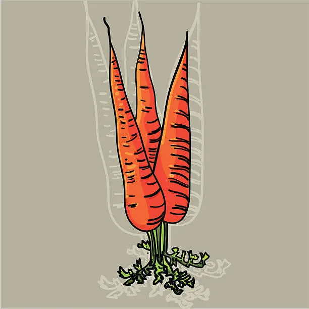 Vector illustration of Carrots