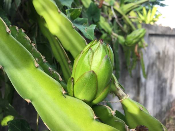 istock The soft fruit of the dragon fruit. 1259342271