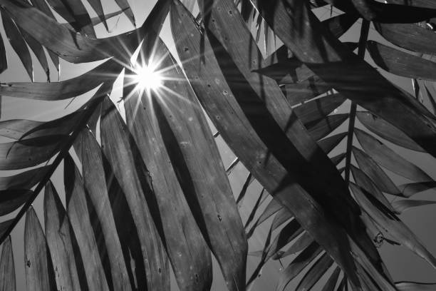 Black and white tropical plant leaves